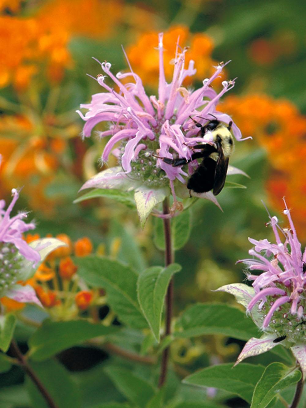 Hummingbird & Butterfly Mix